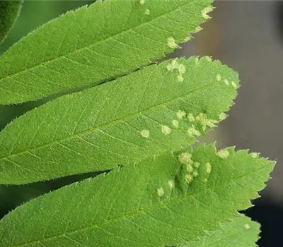 Gallmilben an Vogelbeeren