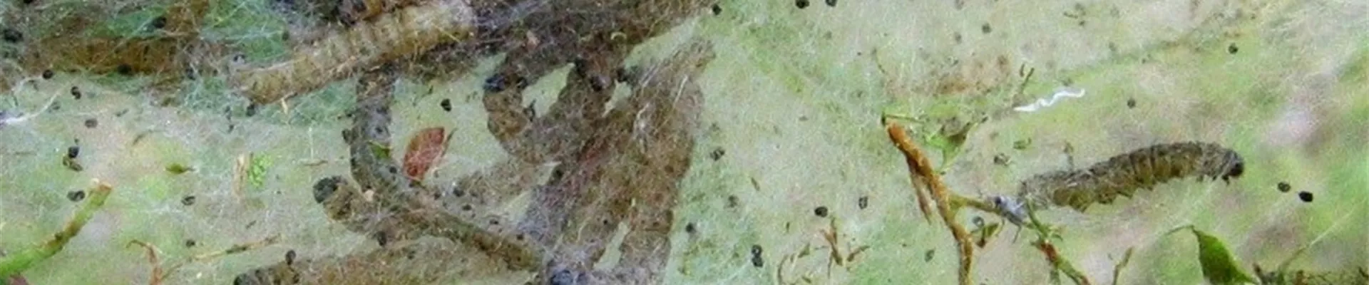 crataegusgespinstmotte1800x600.jpg