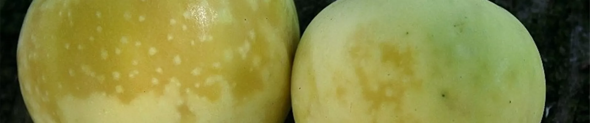 apfelglasigkeit3-800x600.jpg apfelglasigkeit3-800x600.jpg