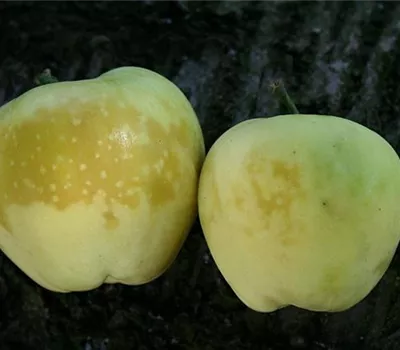 Glasigkeit des Apfels Glasigkeit des Apfels