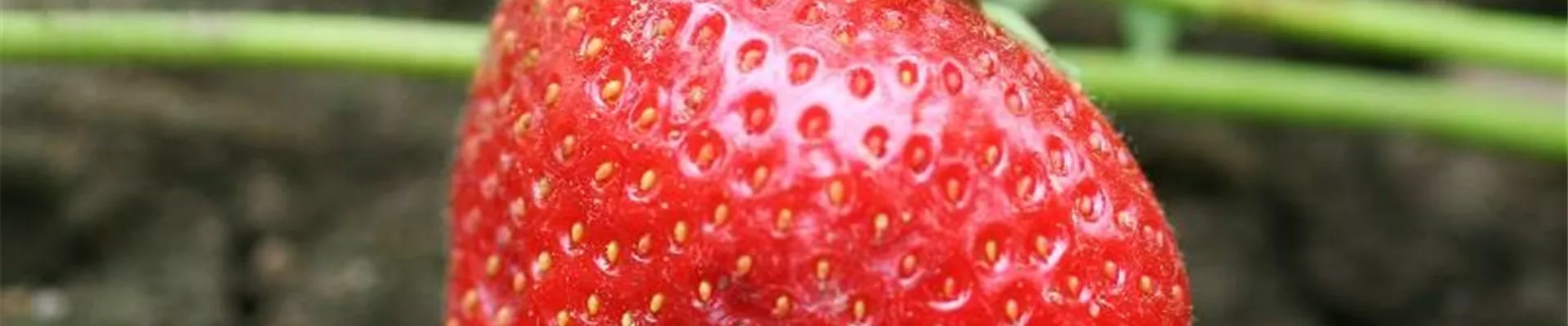 erdbeere_botrytis1-800x600.jpg erdbeere_botrytis1-800x600.jpg