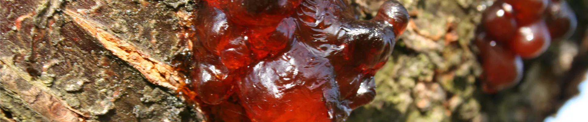 kirsche gummi 2 14.12.06.jpg kirsche gummi 2 14.12.06.jpg