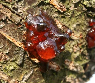 Gummifluss an Kirschen Gummifluss an Kirschen