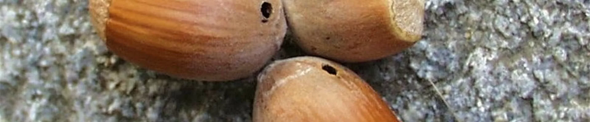 haselnussbohrer1-800x600.jpg