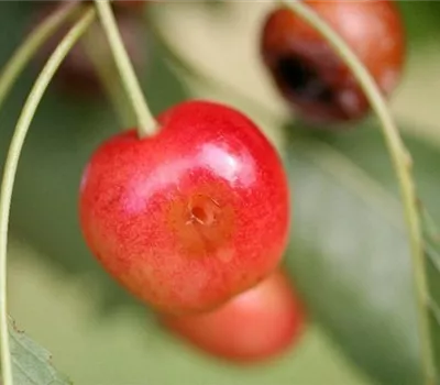 Kirschfruchtfliege Kirschfruchtfliege