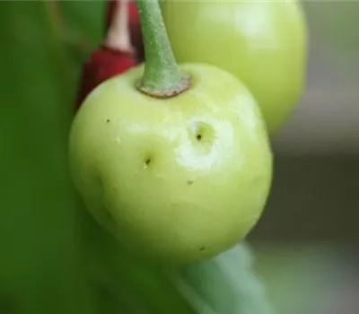 Kirschkernstecher Kirschkernstecher