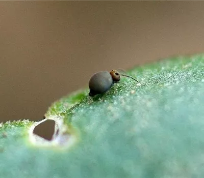 Kugelspringer an Gurken