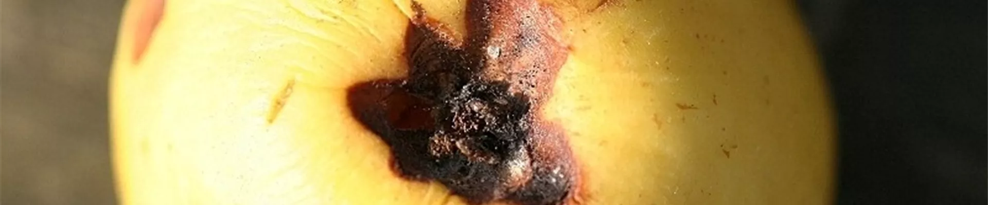 apfelkelchfaeule1-800x600.jpg apfelkelchfaeule1-800x600.jpg