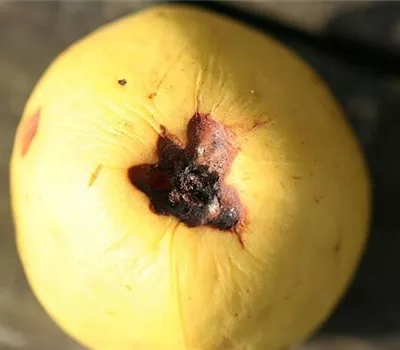 Lagerfäulen an Äpfeln Lagerfäulen an Äpfeln