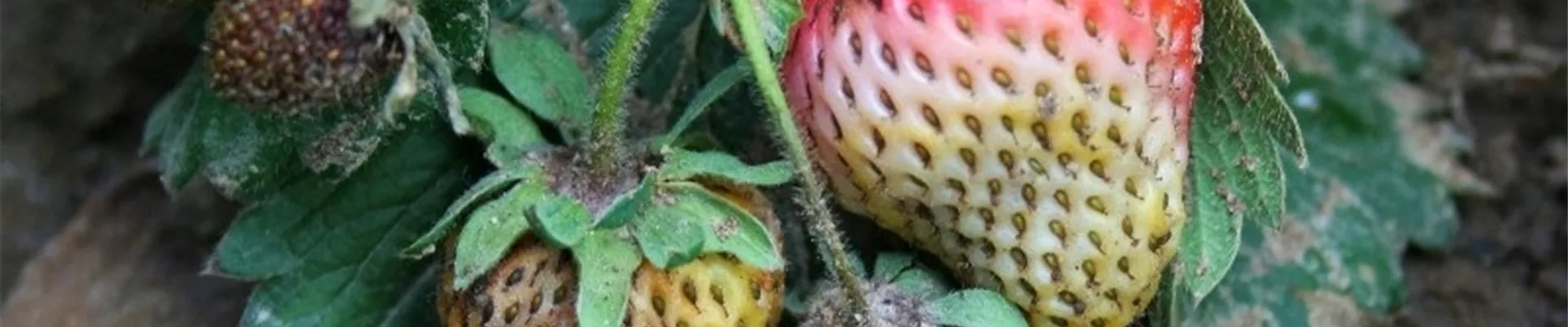 erdbeerelederfaeule1-800x600.jpg erdbeerelederfaeule1-800x600.jpg