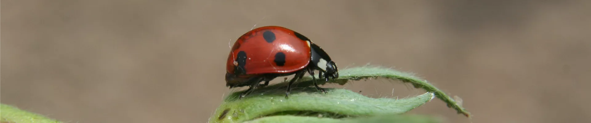 marienkäfer siebenpunkt 2 24.04.07.jpg