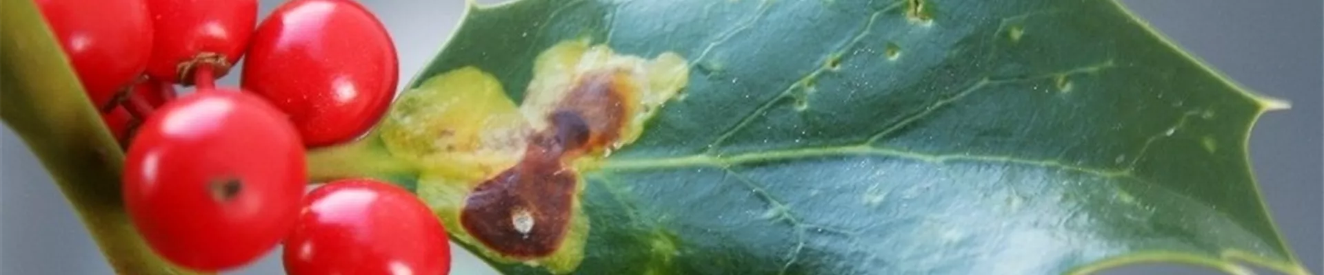 ilexminierfliege1-800x600.jpg ilexminierfliege1-800x600.jpg