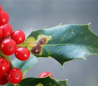 Minierfliege an Ilex Minierfliege an Ilex