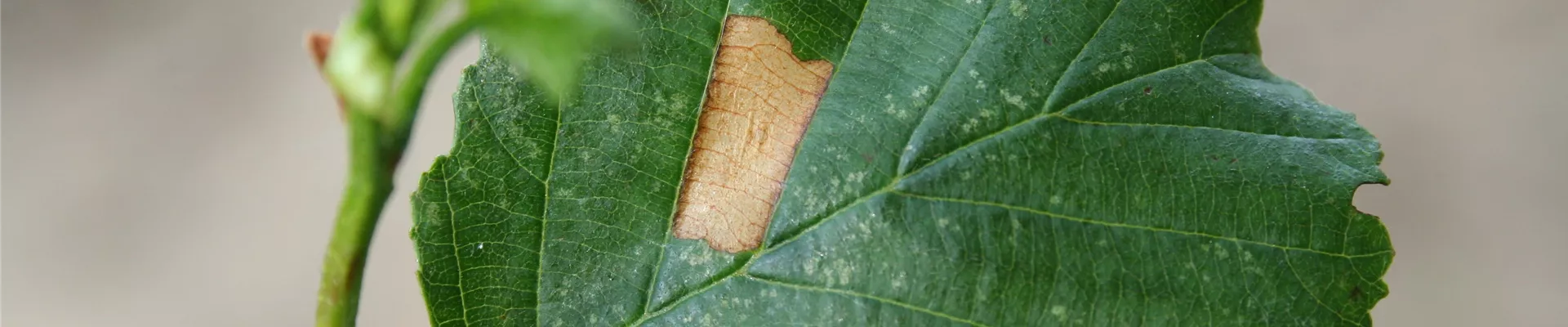alnus miniermotte 3 20.05.07.jpg