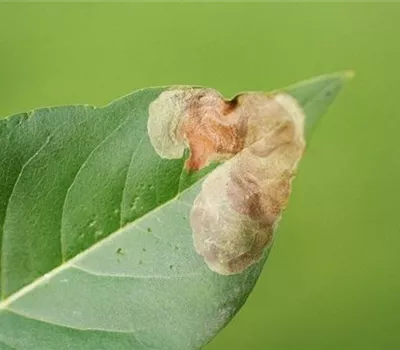 Miniermotte an Laubgehölzen