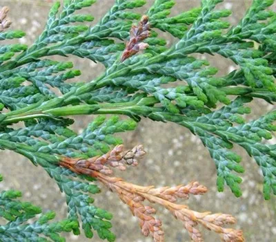 Miniermotten an Scheinzypressen