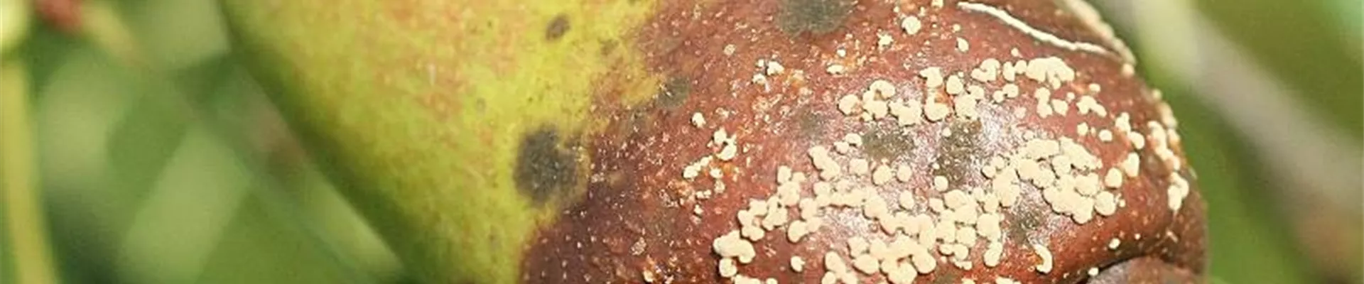 birne_monilia1-800x600.jpg birne_monilia1-800x600.jpg