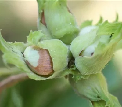 Monilia-Fruchtfäule an Haselnüssen