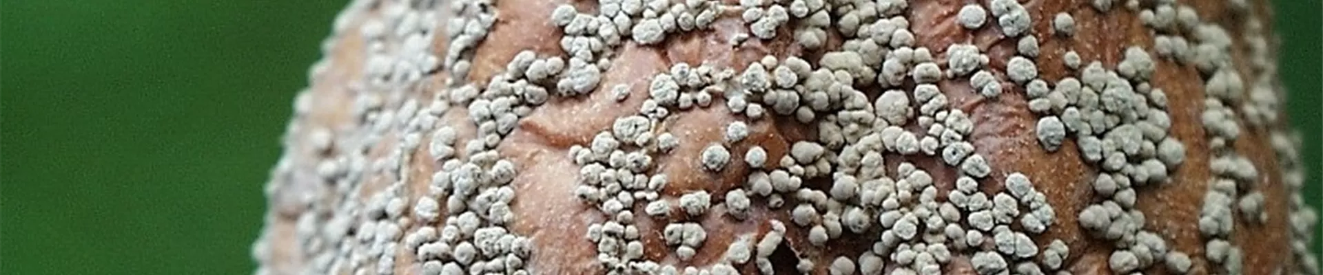 apfelmonilia1-800x600.jpg apfelmonilia1-800x600.jpg