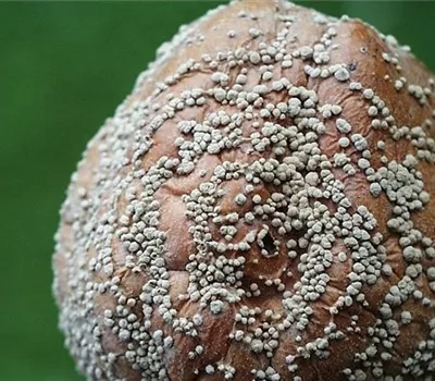 Monilia-Fruchtfäule an Äpfeln Monilia-Fruchtfäule an Äpfeln