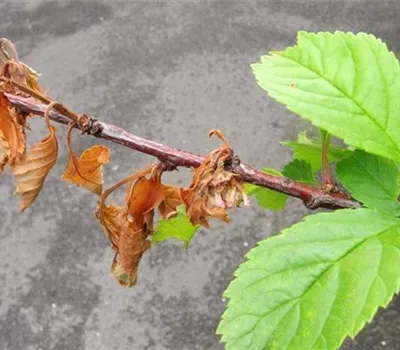 Monilia-Spitzendürre am Mandelbäumchen