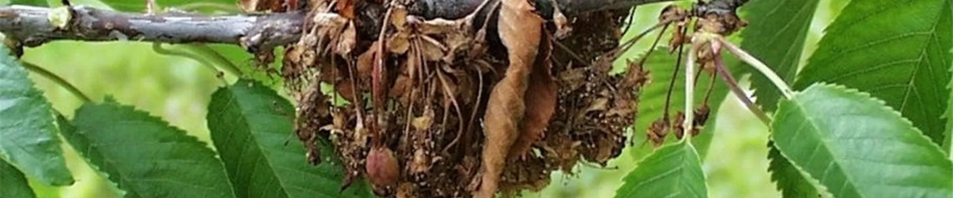 kirschesuessmonilia1-800x600.jpg kirschesuessmonilia1-800x600.jpg