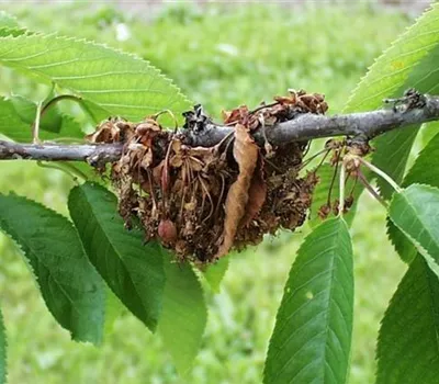 Monilia-Spitzendürre an Kirschen Monilia-Spitzendürre an Kirschen