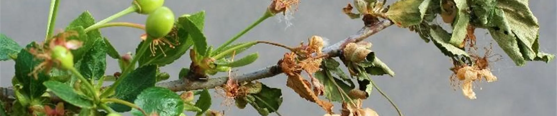 sauerkirsche_monilia_trieb1-800x600.jpg sauerkirsche_monilia_trieb1-800x600.jpg