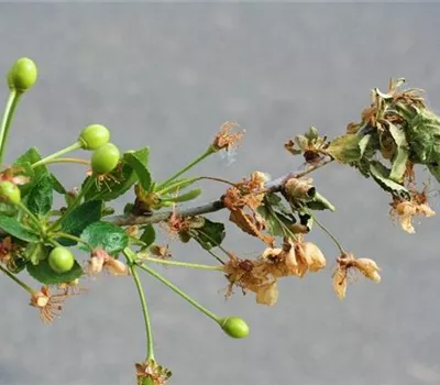 Monilia-Spitzendürrre an Sauerkirschen Monilia-Spitzendürrre an Sauerkirschen
