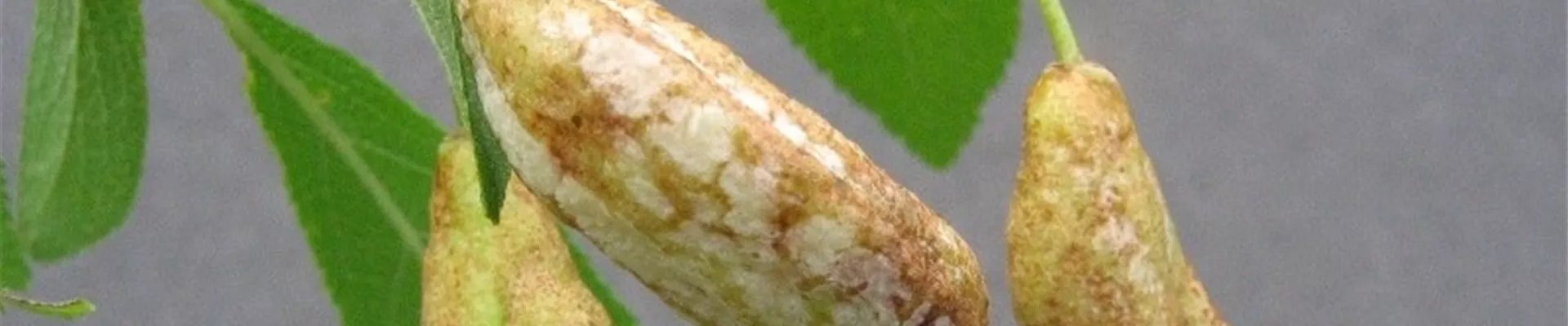 pflaumenarrentaschen1-800x600.jpg pflaumenarrentaschen1-800x600.jpg