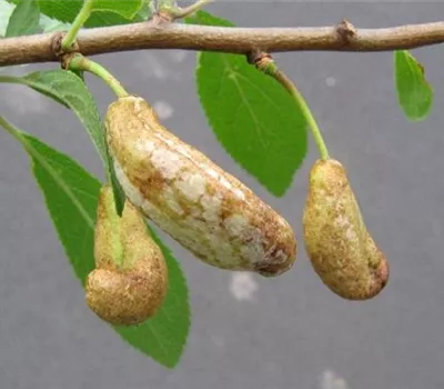 Narren- oder Taschenkrankheit Narren- oder Taschenkrankheit