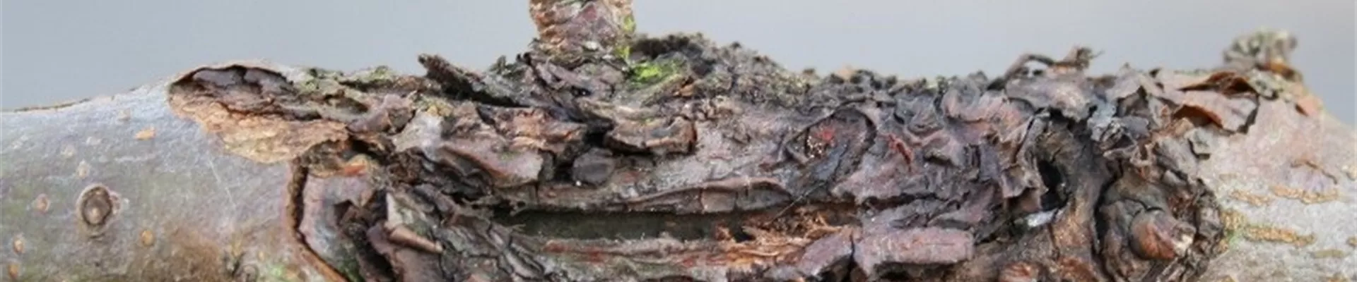 apfelnectria1-800x600.jpg apfelnectria1-800x600.jpg