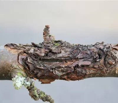 Obstbaumkrebs Obstbaumkrebs
