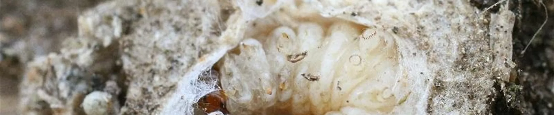 apfelwickler_larve_kokon2-800x600.jpg apfelwickler_larve_kokon2-800x600.jpg