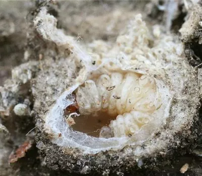 Obstmade oder Apfelwickler Obstmade oder Apfelwickler