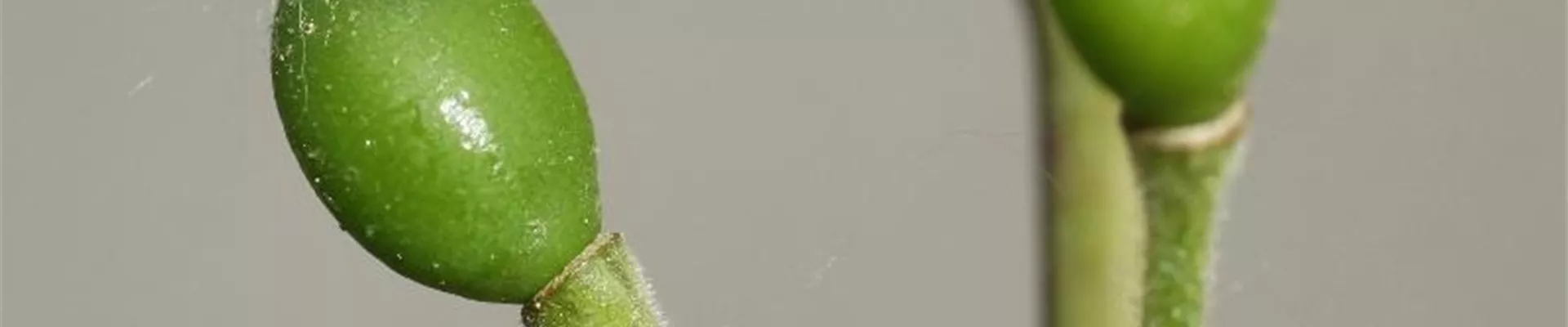 pflaume_saegewespe1-800x600.jpg pflaume_saegewespe1-800x600.jpg