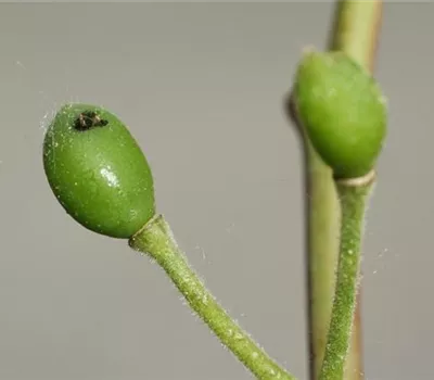 Pflaumensägewespe Pflaumensägewespe