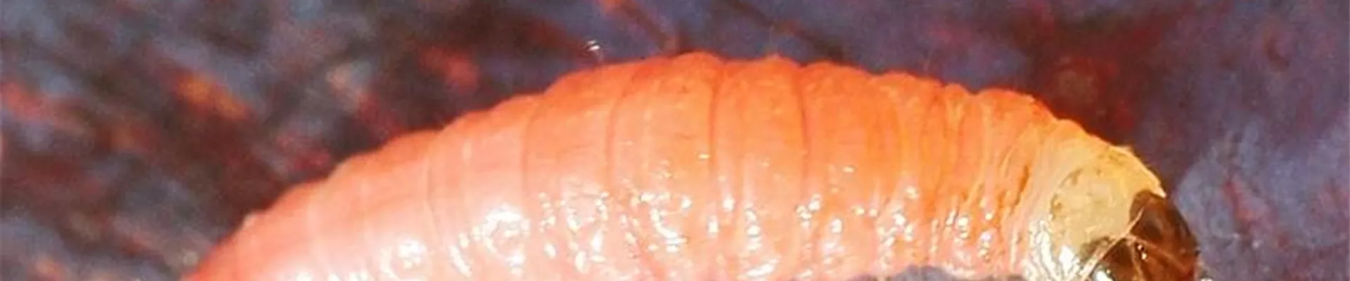 pflaumenwickler_larve1-800x600.jpg pflaumenwickler_larve1-800x600.jpg