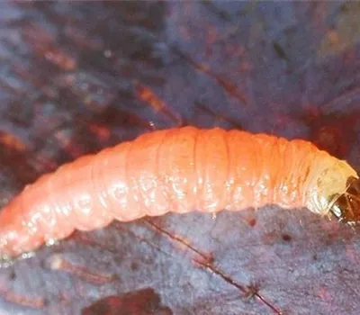 Pflaumenwickler Pflaumenwickler