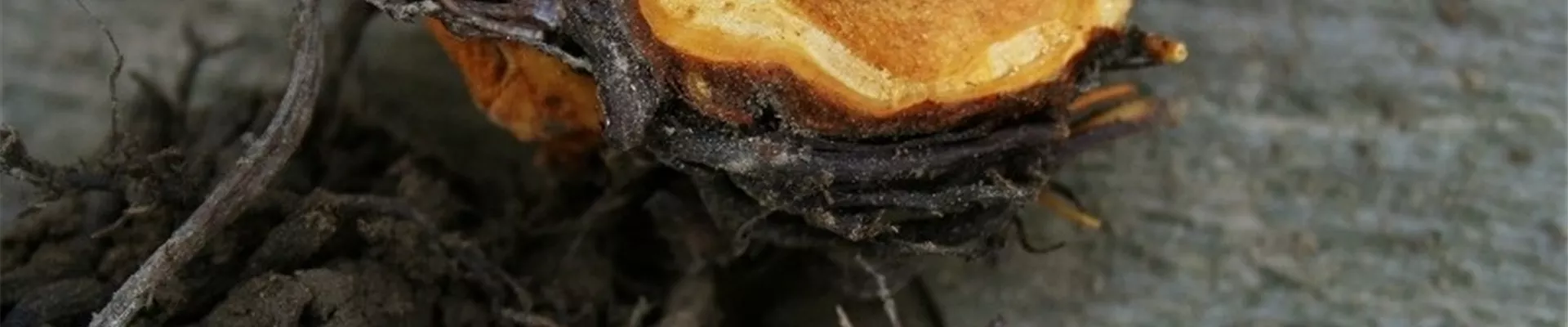 erdbeererhizomfaeule1-800x600.jpg erdbeererhizomfaeule1-800x600.jpg