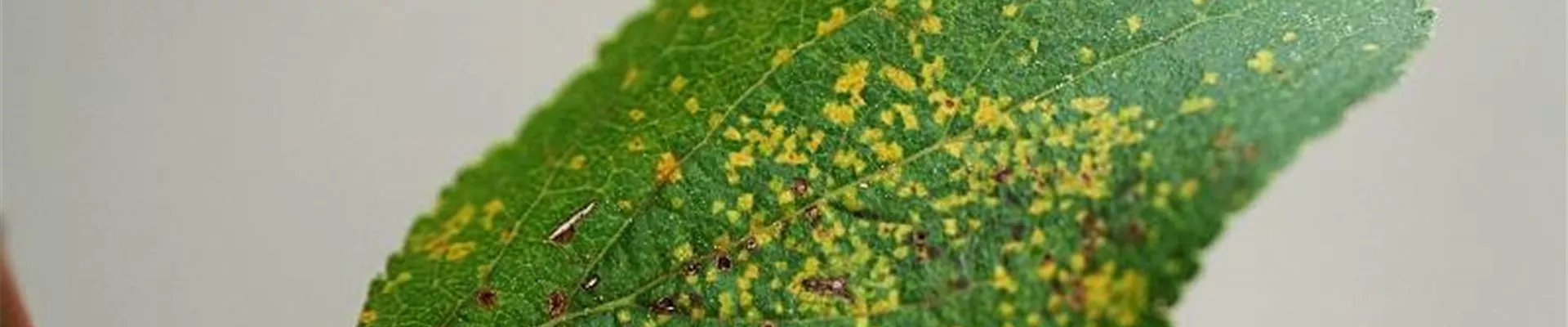 pflaume_rost2.jpg pflaume_rost2.jpg