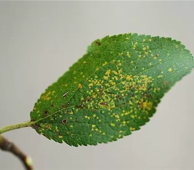 Rost an Pflaumen und Zwetschen Rost an Pflaumen und Zwetschen