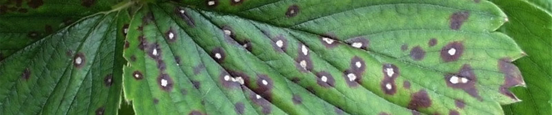 erdbeererotweissflecken1-800x600.jpg erdbeererotweissflecken1-800x600.jpg