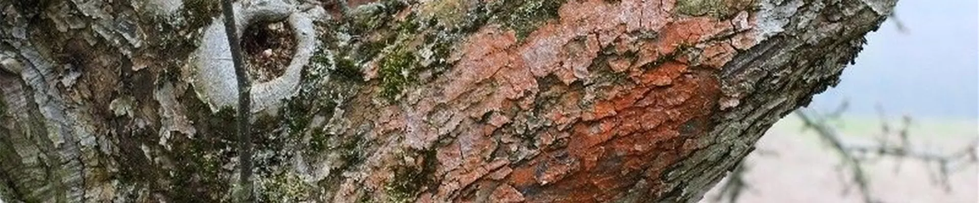 apfelrotalgen1-800x600.jpg apfelrotalgen1-800x600.jpg