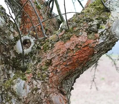 Rotbraune Algenbeläge Rotbraune Algenbeläge