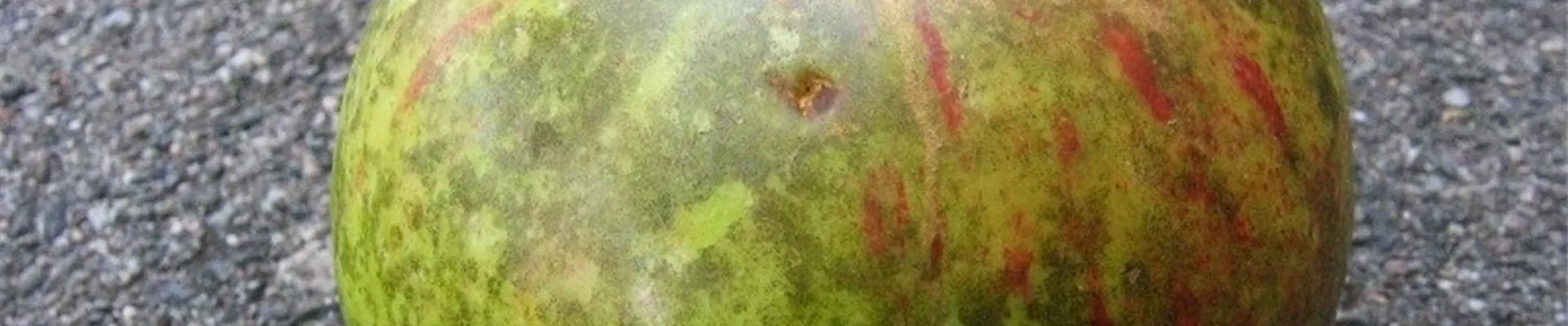 apfelrußfleck1-800x600.jpg apfelrußfleck1-800x600.jpg