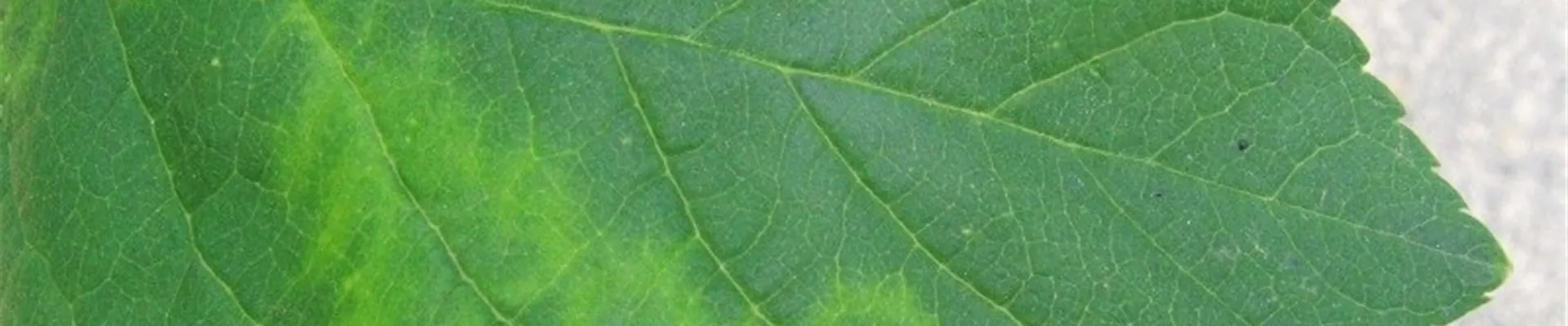 pflaumescharka1-800x600.jpg pflaumescharka1-800x600.jpg