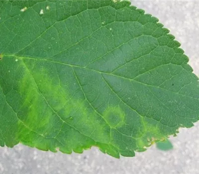 Scharkakrankheit an Pflaumen und Zwetschen Scharkakrankheit an Pflaumen und Zwetschen