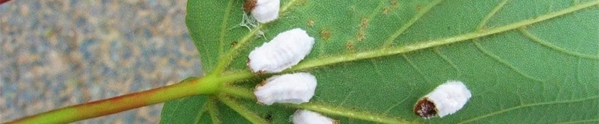 acerhortensienschildlaus2-800x600.jpg acerhortensienschildlaus2-800x600.jpg