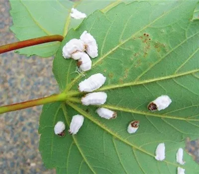 Wollige Schildläuse an Stechpalmen Wollige Schildläuse an Stechpalmen